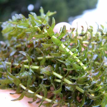 Elodea canadensis